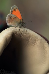 Okáč poháňkový (Coenonympha pamphilus)