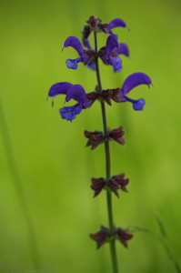 Šalvěj luční (Salvia pratensis)